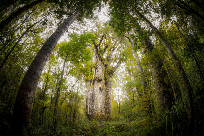 The 2,500 to 3,000-year-old kauri tree Te Matua Ngahere in New Zealand's Waipou Forest.