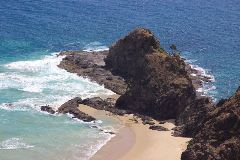 A pohutukawa tree at Cape Reinga, New Zealand.