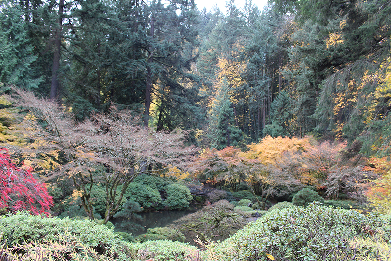 Portland Japanese Garden in November with fall foliage on display
