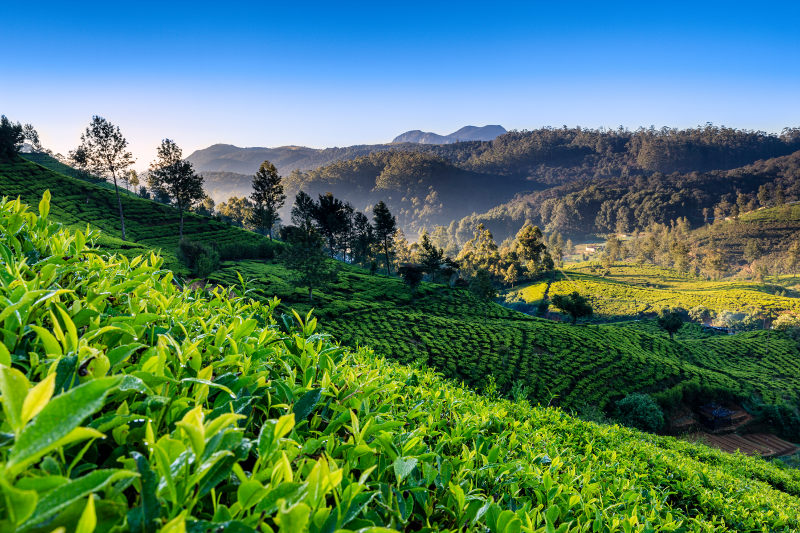 tea plantation, sri lanka