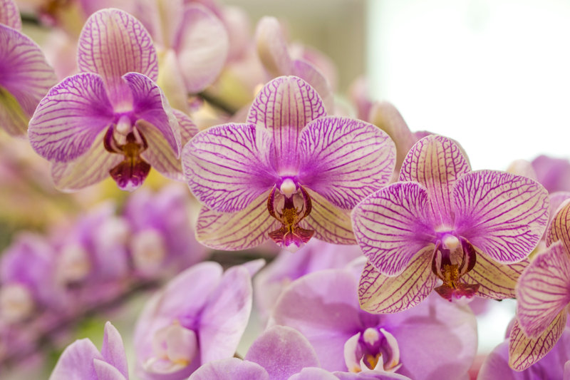 orchids in singapore