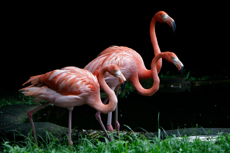 flamingos in singapore