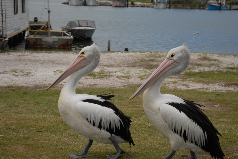 pelicans in iluka, new south wales