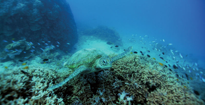 A turtle swims above the reef