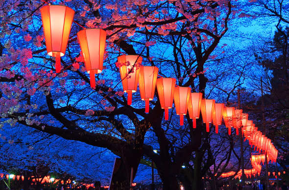 Japanese lanterns hanging from the trees