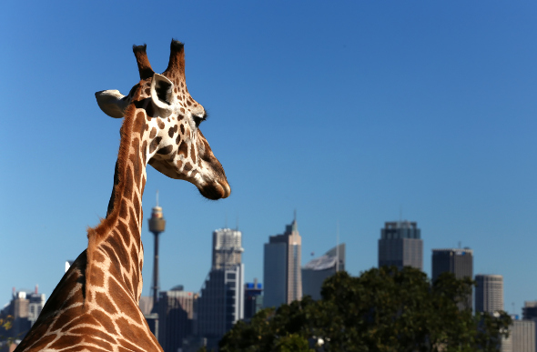 A giraffe at Taronga Zoo stands out against the Sydney skyline.