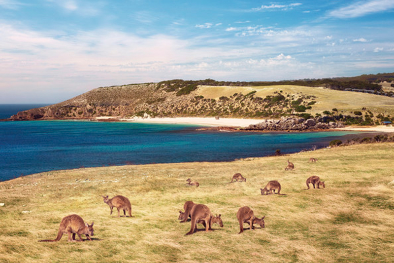 Kangaroos at Stokes Bay, Kangaroo Island, South Australia