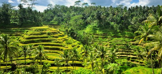 Rice terrace in Ubud, Bali