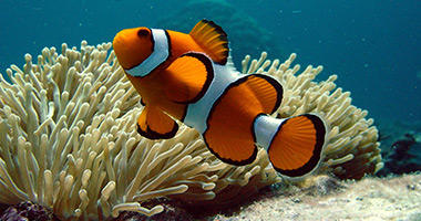 Finding Nemo