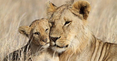 Safari Sights
