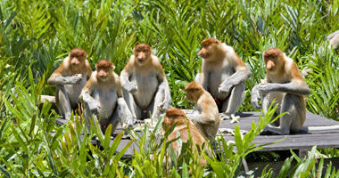 Proboscis Monkeys