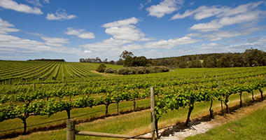 Margaret River Vineyards