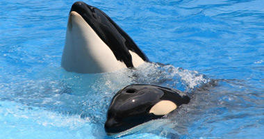 SeaWorld &#039;Shamu&#039; Show