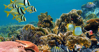 Dive Vanuatu