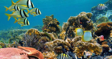 Dive Vanuatu
