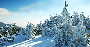 Winter Wonderland