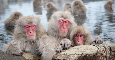 Japanese Snow Monkeys