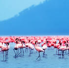 Flamingos, Nakuru Lake