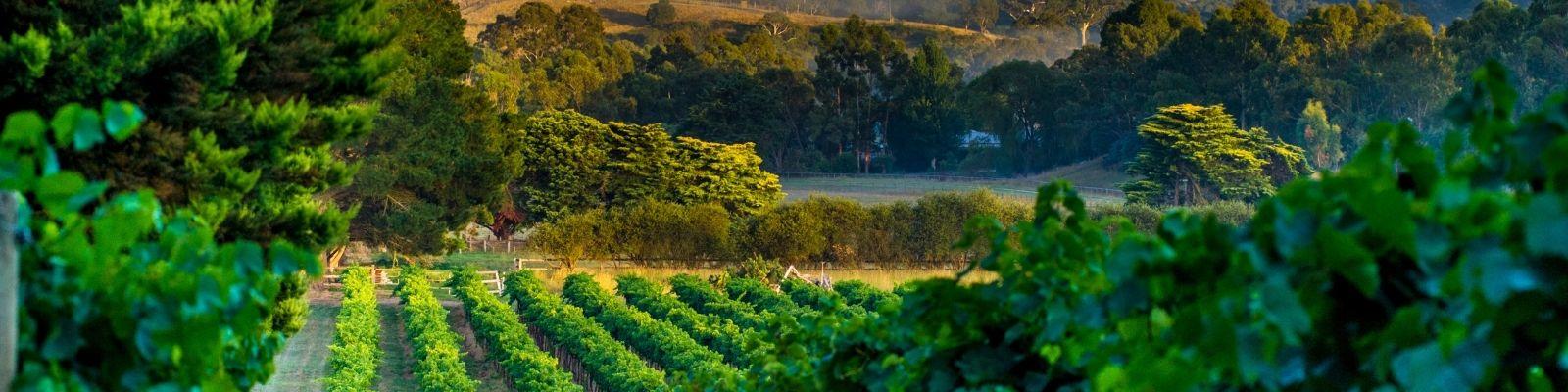 Barossa Valley