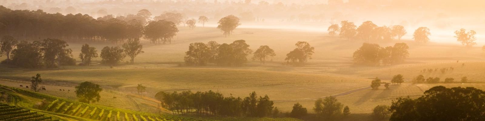 New South Wales wine country. Photo: Getty Images.