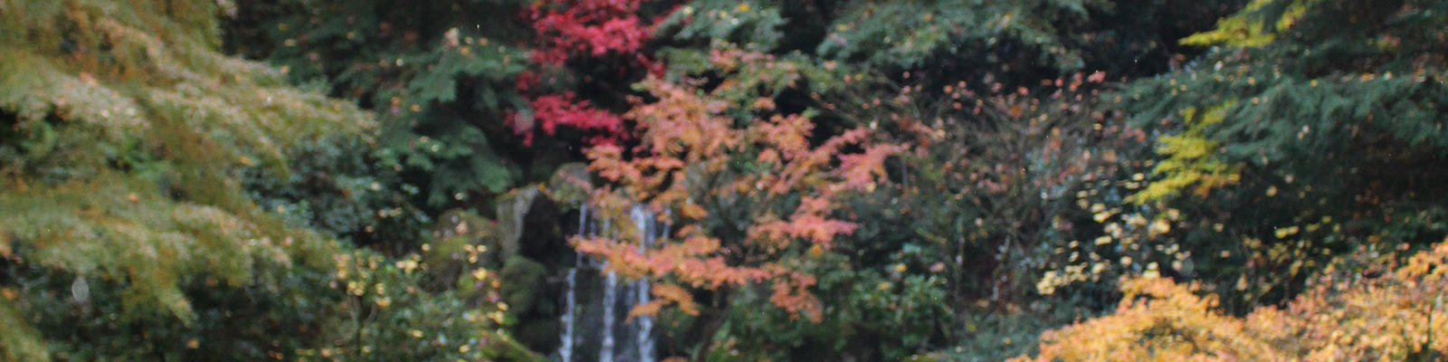 Portland Japanese Garden in November with fall foliage on display