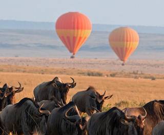 A herd of wildebeest walking across the desert with hot air balloons in the background 