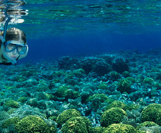 Snorkelling in Papua New Guinea