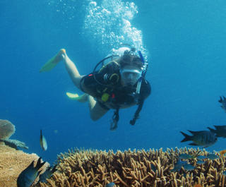 diving the great barrier reef