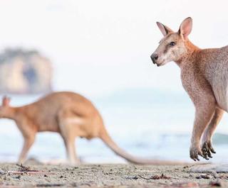 Cape Hillsborough