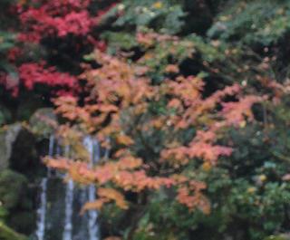 Portland Japanese Garden in November with fall foliage on display