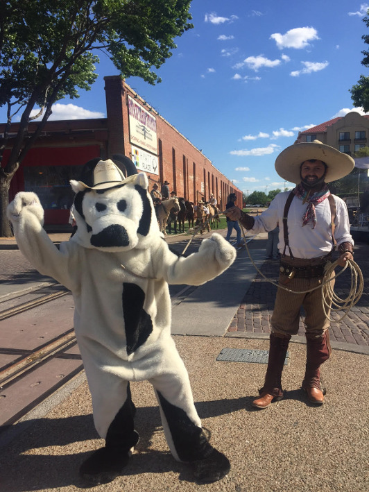 Sunrise's Cash Cow is lassoed by a cowboy in Fort Worth, Texas.