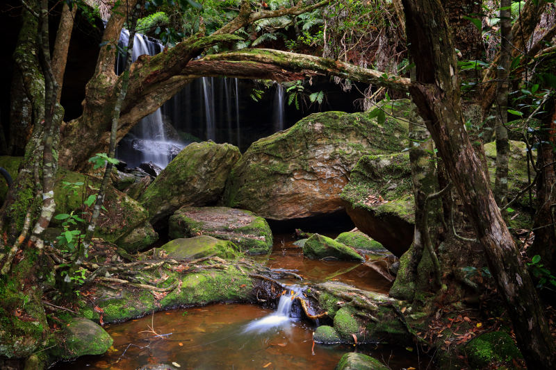 Fitzroy Falls tumble and trickle through forest in the New South Wales Southern Highlands. Image: Getty