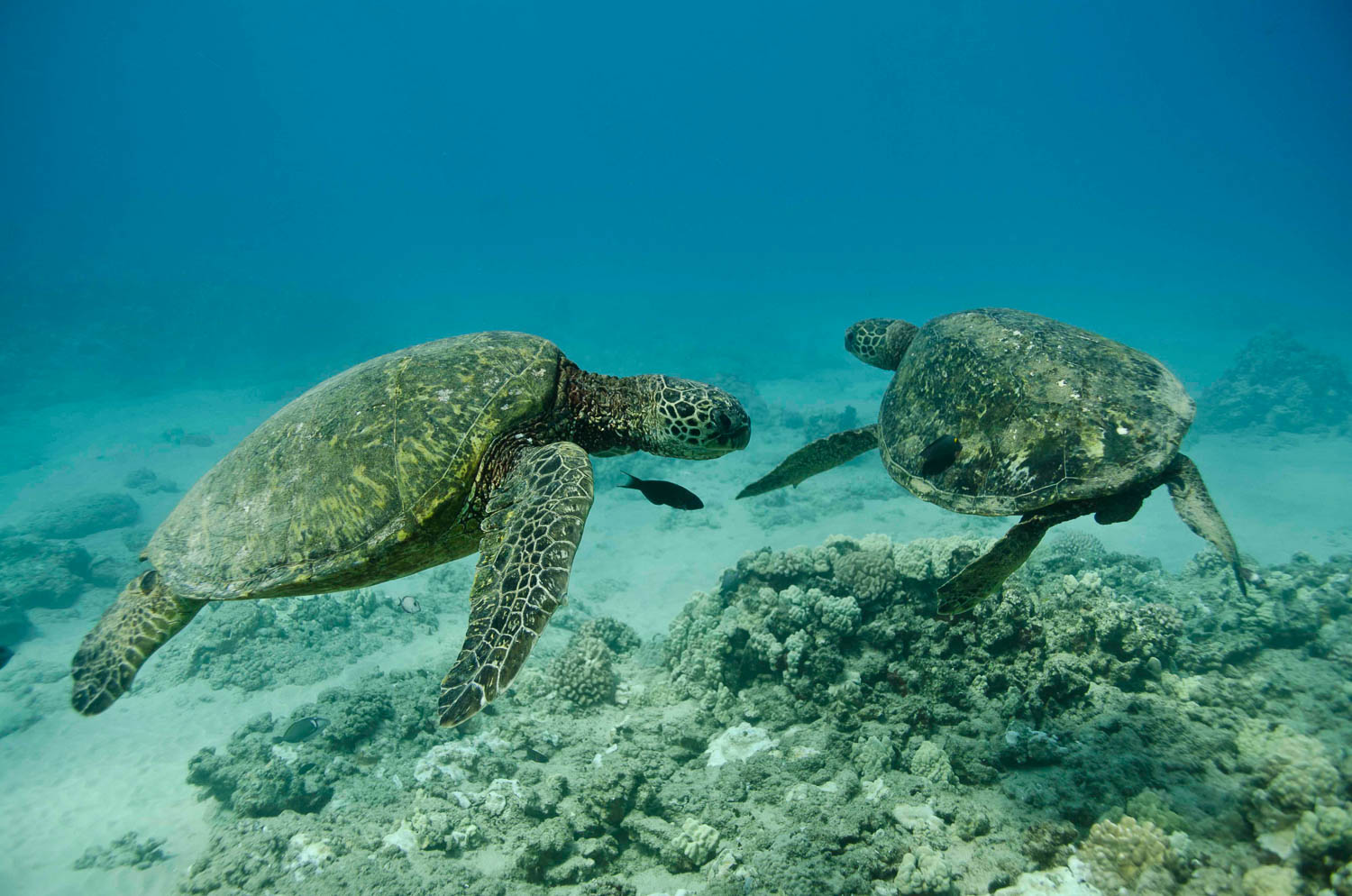 Green Turtles spotted off the west coast of Oahu