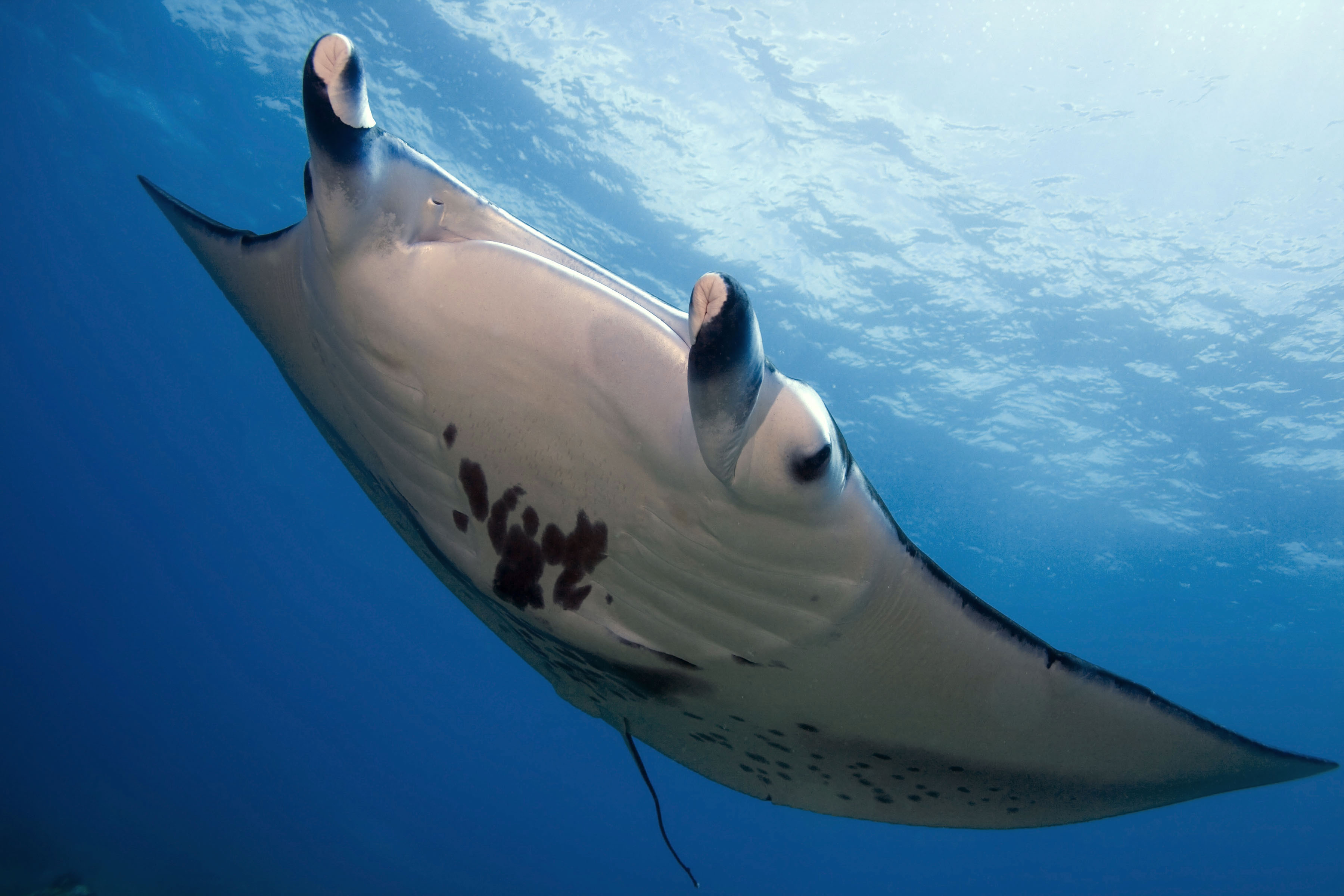 Manta rays at Keauhou Bay on the Big Island (photo provided by Second Wave Ocean Images for Sheraton Kona)