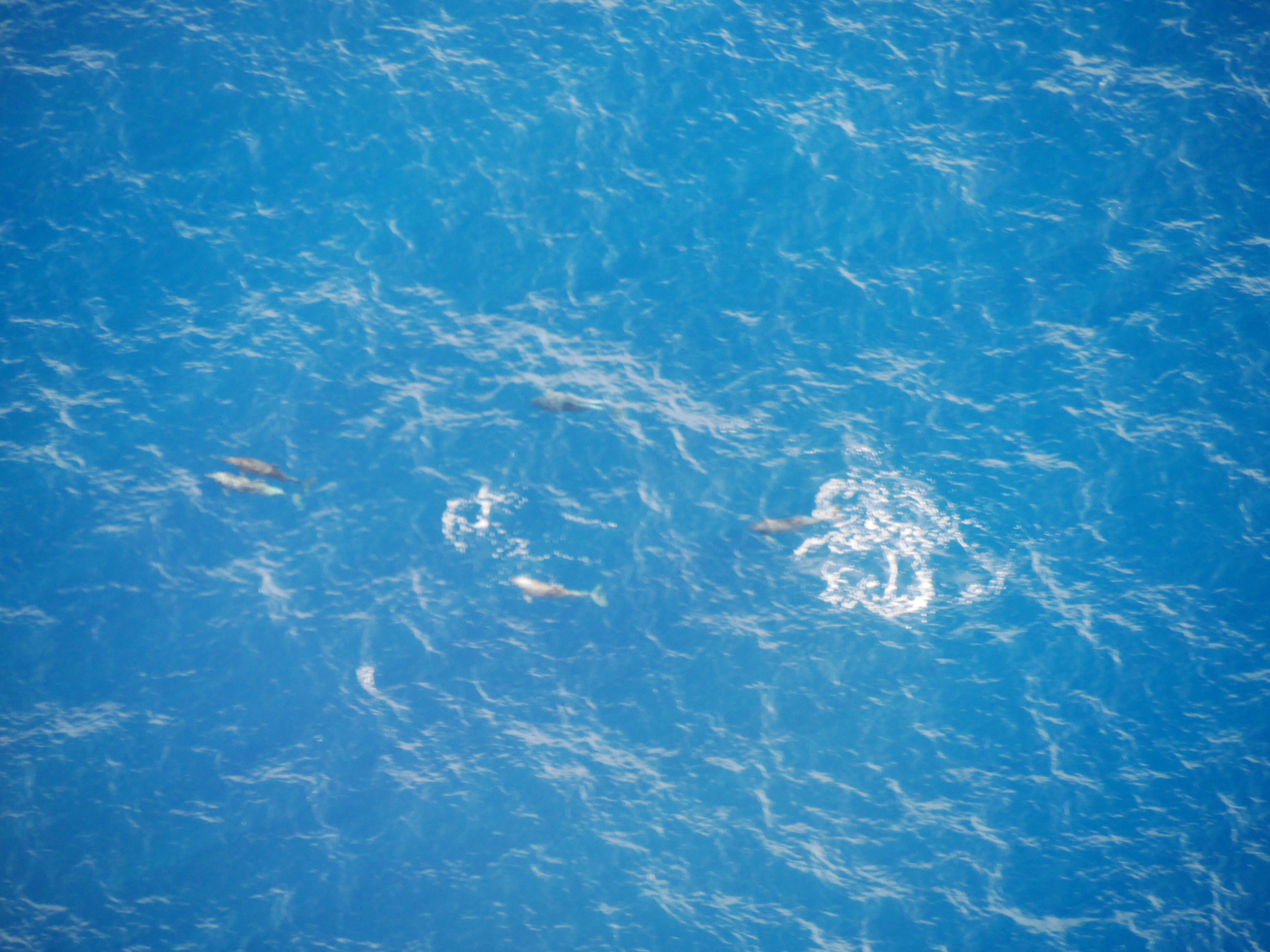 An birds-eyes view of a pod of Humpback Whales travelling along the coastline