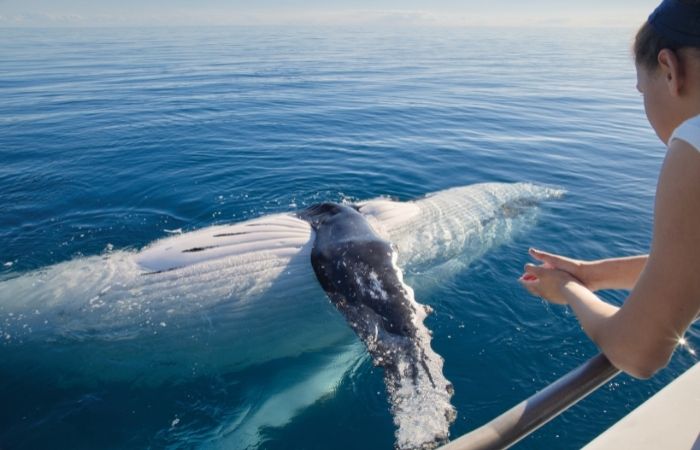 person looking at a whale in ocean from side of boat
