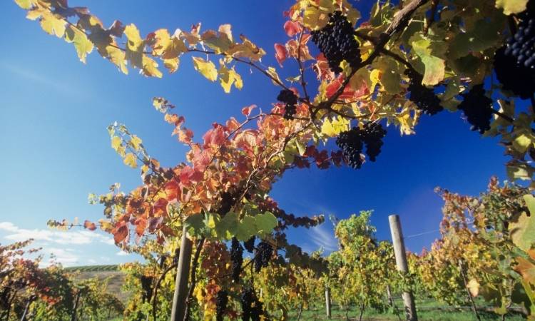 Grape vines bearing fruit