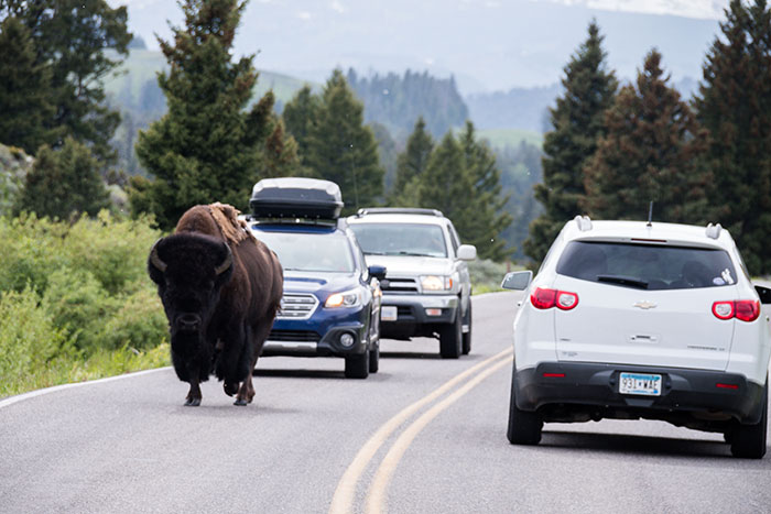 yellowstone traffic jam where bison cross the road